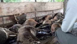 16 con bò bị điện giật chết, công ty Điện lực đền bù 200 triệu đồng